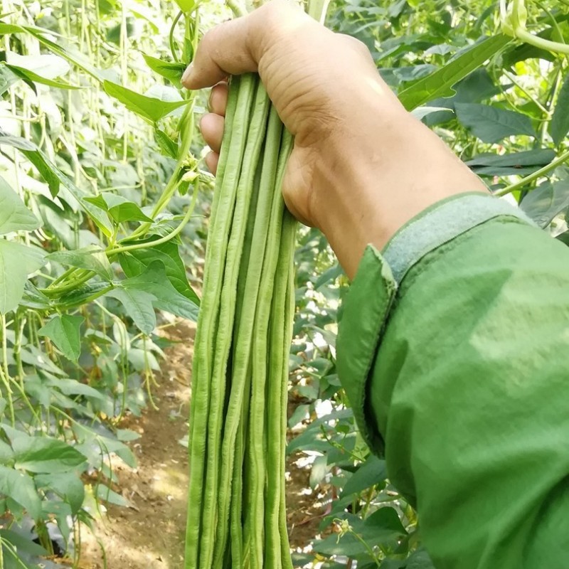 高产阳台田园蔬菜种孑长豆角种子