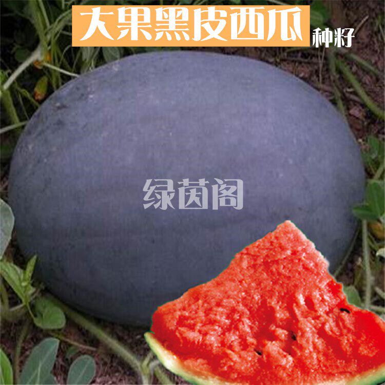 黑蜜王西瓜种子特大巨型高产黑皮水果种籽春季夏季四季盆栽瓜果孑