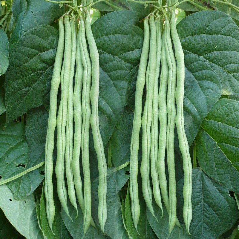 无筋架豆王种子早熟高产抗病春秋四季芸豆角农家菜园大田蔬菜籽孑