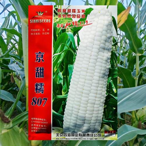 京甜糯807玉米种子大棒甜加糯