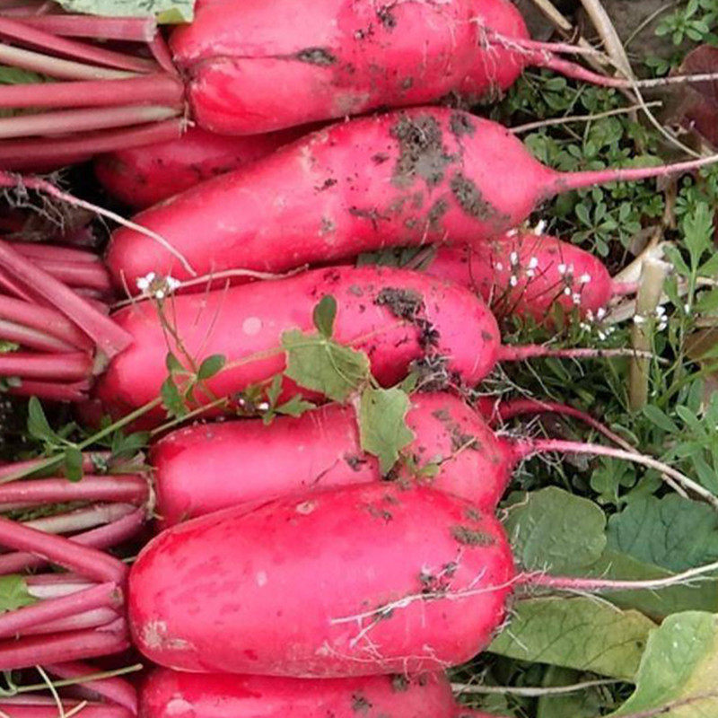 双红萝卜种籽满身红水萝卜生吃真不糠甜脆型萝卜种子秋季蔬菜种孑