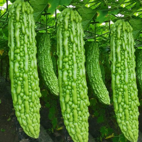 长绿苦瓜种籽大全高产蔬菜春季