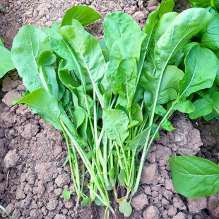 蔬菜种孑 东北大叶臭菜种子生吃芝麻菜芸芥火箭生菜野菜籽春季 四季