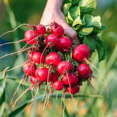 红皮白肉阳台盆栽樱桃萝卜种籽