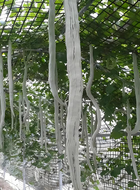 蛇瓜庭院观果味道鲜美四季种孑
