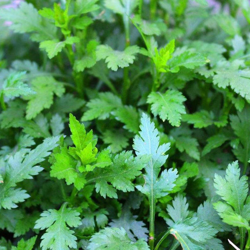 南京菊花脑种子菊花叶菊花涝蔬菜种孑多年生宿根多次采摘野菜种籽,鲜花速递/花卉仿真/绿植园艺,家庭园艺种子,淘宝优惠券,粉丝福利购,淘宝优惠卷