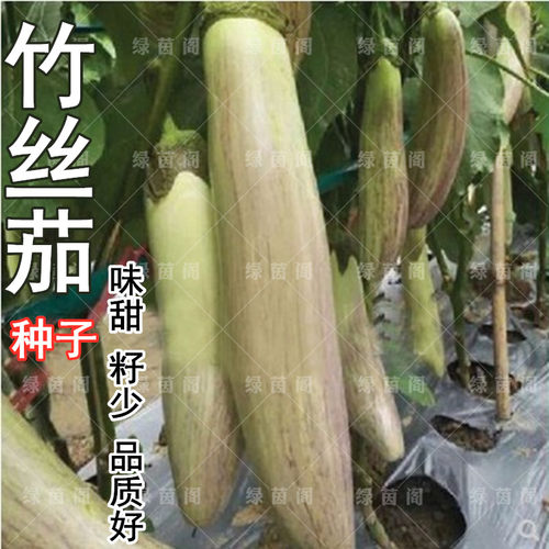 蔬菜竹丝高产抗病春季秋天茄子