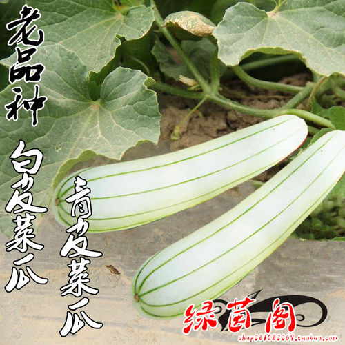 老品种菜瓜种子籽白皮青皮过路白