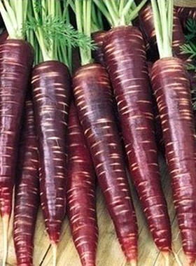 紫色人参紫黑胡萝卜种子老紫人参 春播四季 蔬菜种子天紫萝卜