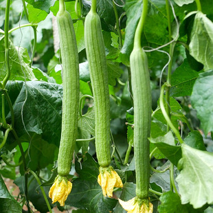 丝瓜种苗种籽 线/肉/棱丝瓜早熟超长春季四季盆栽蔬菜长丝瓜苗孑