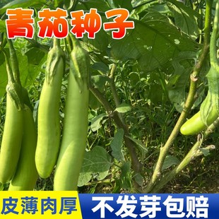 青茄种籽绿长茄种子农家杭茄圆茄线茄烧烤茄四季种植高产蔬菜种苗