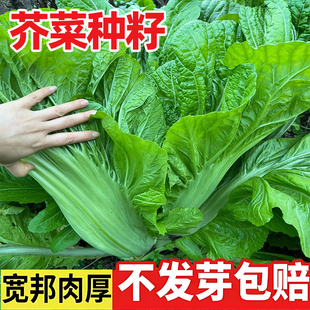 芥菜种籽甜芥菜种子大叶青菜包心酸菜冬天四季阳台盆栽蔬菜种子孑
