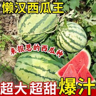 懒汉西瓜种籽无籽冰糖麒麟西瓜种子孑四季巨型美都超甜西瓜种子苗