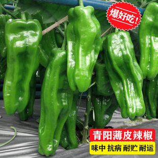 青阳薄皮辣椒种苗长灯笼皱皮泡椒苗微辣早熟高产春季四季蔬菜种子