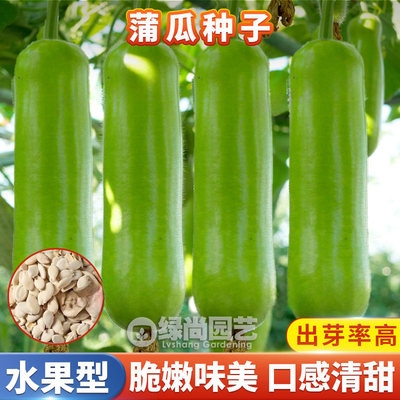 瓠瓜种子蒲瓜种籽高产瓠子苗菜葫芦阳台庭院盆栽四季瓜果蔬菜种苗