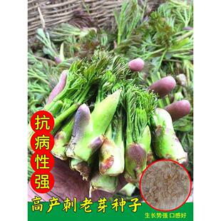 刺龙芽菜种子刺龙苞种子刺老芽山菜之王刺嫩芽种子特色蔬菜种子