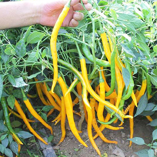 黄辣妹线椒种苗二荆条香辣黄辣椒种籽长线椒苗高产四季盆栽阳台孑