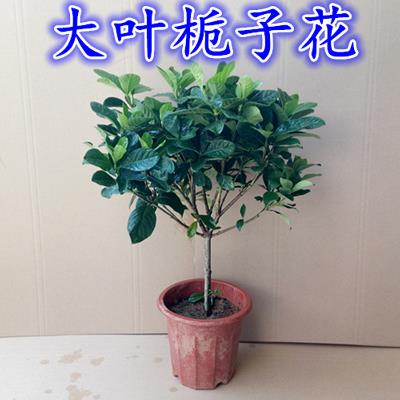 花枝子花杆栀子台室内盆苗树苗大花卉绿植栽花丹独叶四季开阳物牡