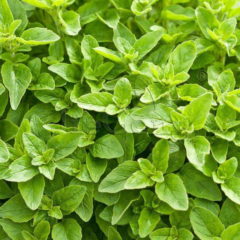 希腊牛至种子 greek oregano披萨草 奥勒冈 盆栽西餐香料香草种子