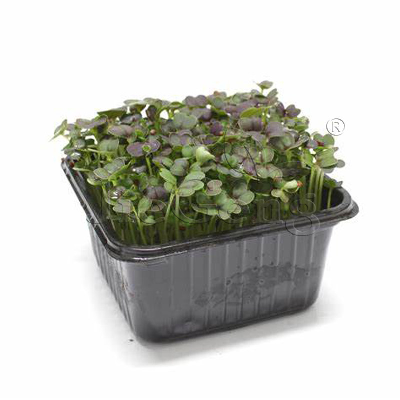 紫油菜种子 紫小白菜 小青菜pak choi purple micro seeds 芽苗菜