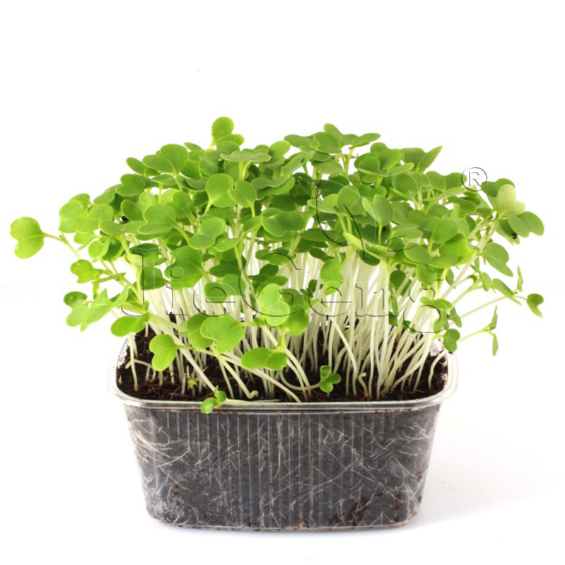 鸡毛菜种子 小白菜青菜芽苗菜baby pak choi micro seeds微型蔬菜