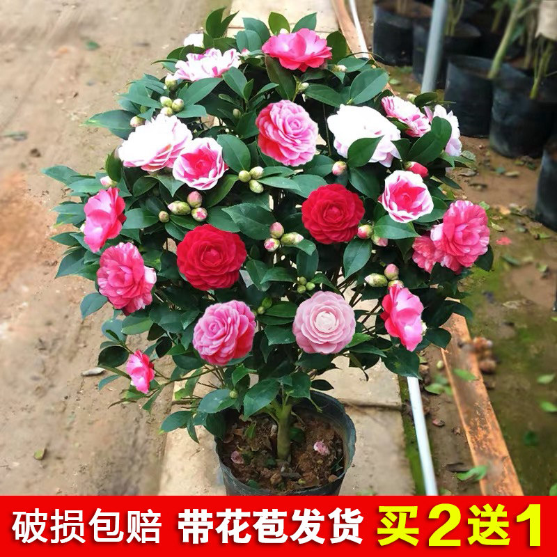 网友分享在meiguo.com的图片