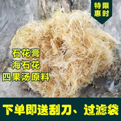 闽南野生石花草海石花石花膏石花冻四果汤原料果冻草100g包邮