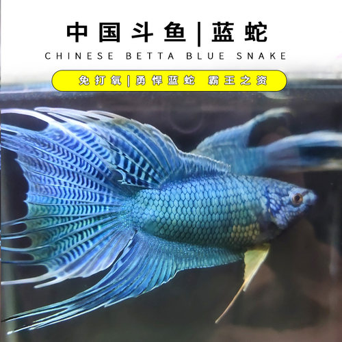 宠物蛇活价格 宠物蛇活图片 星期三