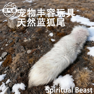 猫咪气味丰容皮毛天然完整蓝狐尾巴狐狸尾巴逗猫棒动物玩具