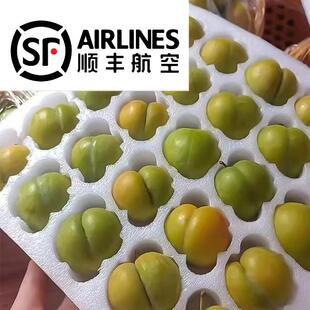 【端午安康】贵州镇宁六马蜂糖李产地直发 现摘 顺丰直达