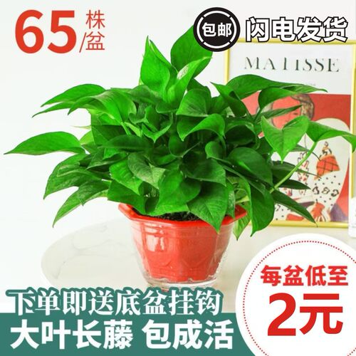 绿萝盆栽室内植物花卉绿植水培长藤垂吊大叶绿箩新房家用净化空气