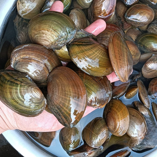 河蚌淡水河蚌鳑鲏养殖专用