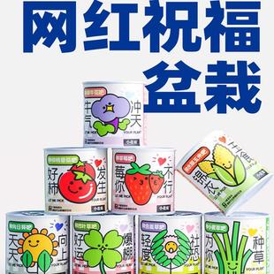 儿童植物罐头创意小盆栽礼物栽培迷你绿植草莓向日葵种植种子盲盒
