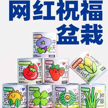 小花农猫草罐头室好养活植