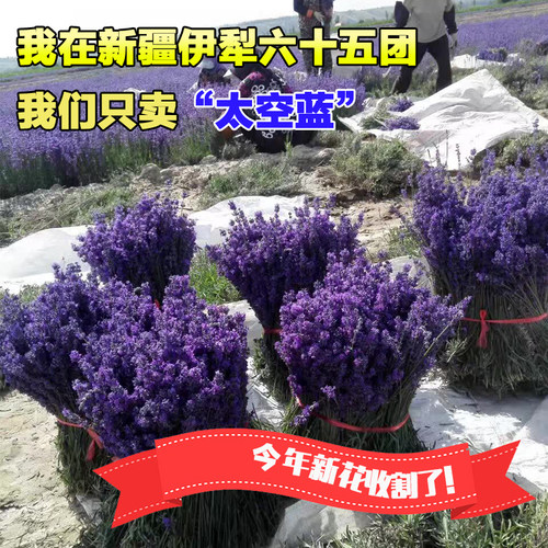 新疆伊犁2021年薰衣草纯天然七夕