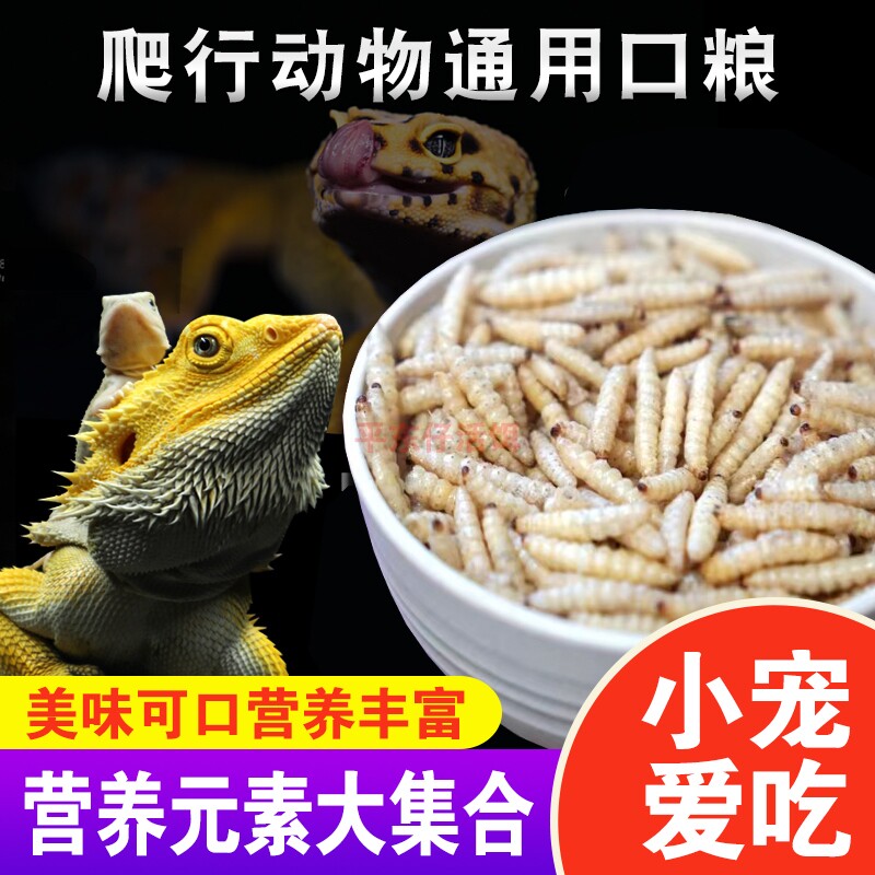 玉米虫干葡萄蜜虫干大蜡螟幼虫高蛋白守宫蜜袋鼯爬宠鸟类营养饲料