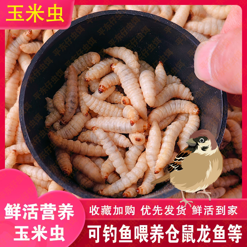 【大号玉米虫喂鸟】喂鸟鲜活营养鸟食