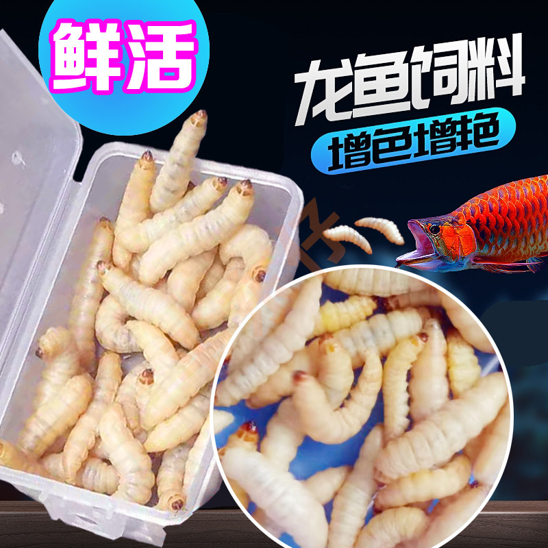 玉米虫龙鱼饲料虎鱼魟鱼活体虫喂观赏鱼活虫饵喂金鱼宠物鱼粮饵料