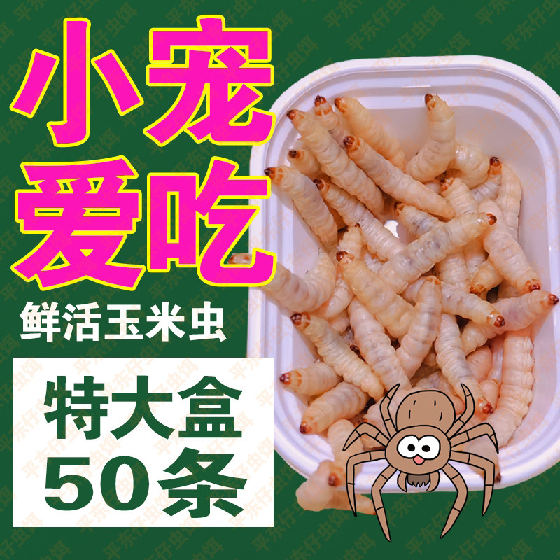 【大号玉米虫喂蜘蛛蝈蝈】新鲜玉米虫活虫饵蝈蝈粮食鸣虫爬虫食物