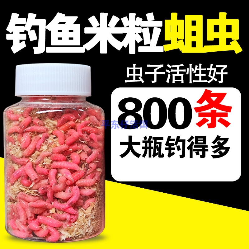 【特大瓶800条】钓公鱼米粒蛆虫公鱼蛆虫钓鱼野钓冬钓冰钓公鱼饵