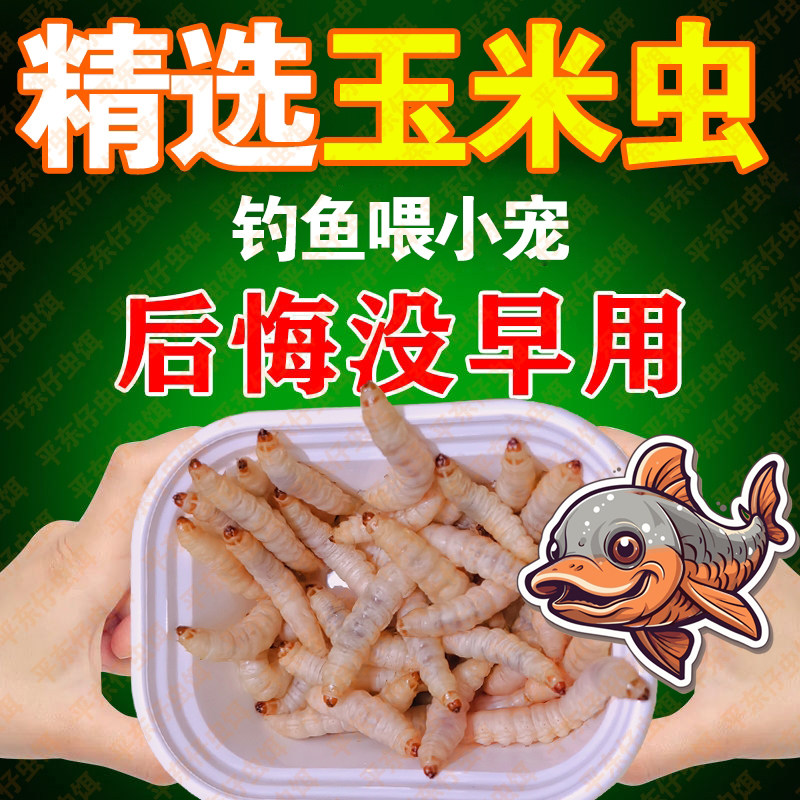 【大号玉米虫喂观赏鱼】龙鱼饲料鲜活营养玉米虫喂金鱼热带鱼饵料,宠物/宠物食品及用品,观赏鱼饲料,淘宝优惠券,粉丝福利购,淘宝优惠卷