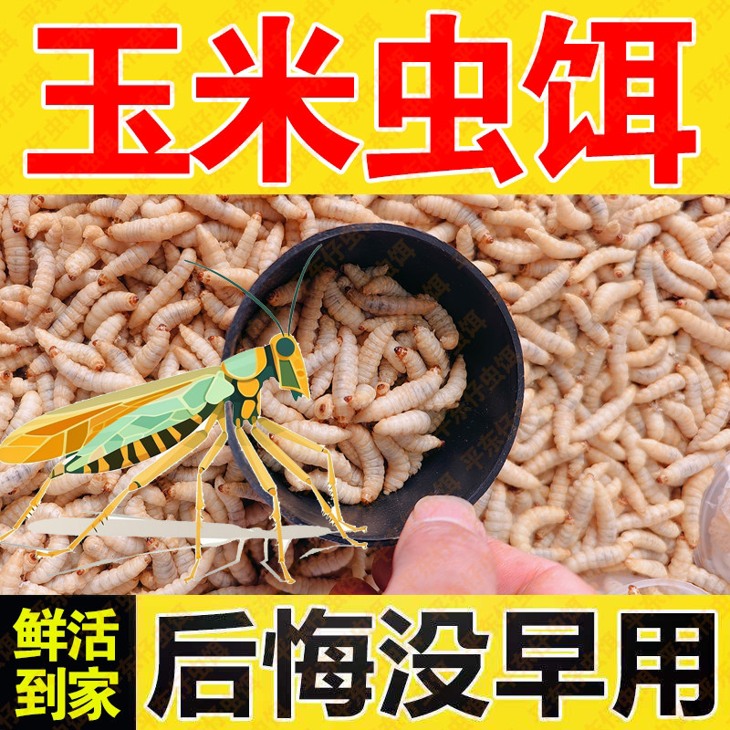 【大号玉米虫喂蜘蛛蝈蝈】鲜活营养大条玉米虫蝈蝈蟋蟀饲料昆虫饵,宠物/宠物食品及用品,爬虫/鸣虫食物,淘宝优惠券,粉丝福利购,淘宝优惠卷