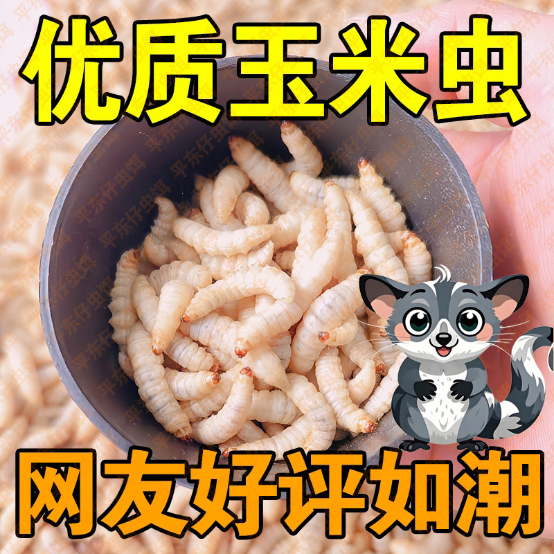 【大号玉米虫喂蜜袋鼯】蜜袋鼯主粮鲜活美味玉米虫小刺猬粮食活饵,宠物/宠物食品及用品,鼠粮,淘宝优惠券,粉丝福利购,淘宝优惠卷