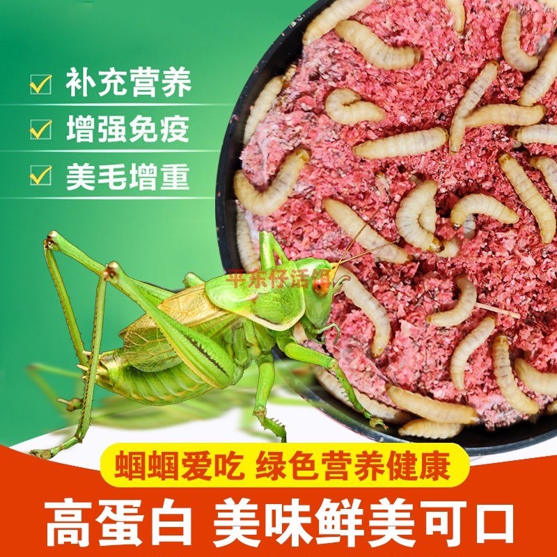 小号玉米虫蝈蝈食蝈蝈饲料鸣虫饲料爬虫专用食物特制蝈蝈粮小宠粮