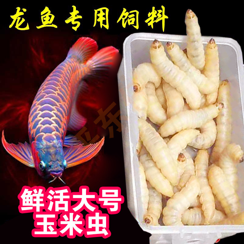 喂鱼饲料龙鱼用品玉米虫活体虫饵观赏鱼饲料