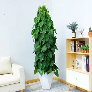 梦邦心叶藤盆栽植物室内杏叶藤大绿植绿萝柱易养植物客厅净化空气