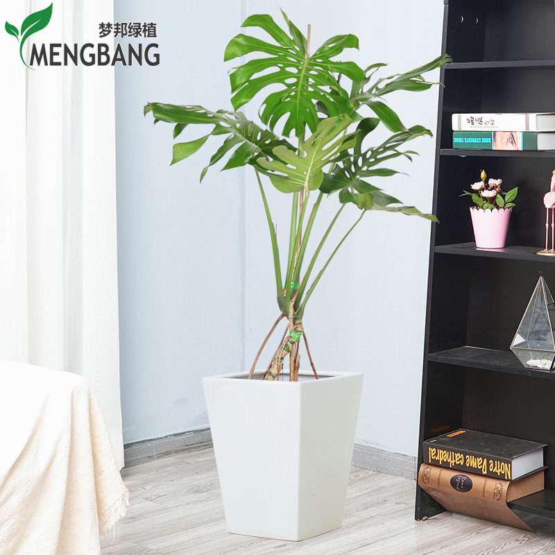 老桩龟背竹植物大型盆栽室内绿植