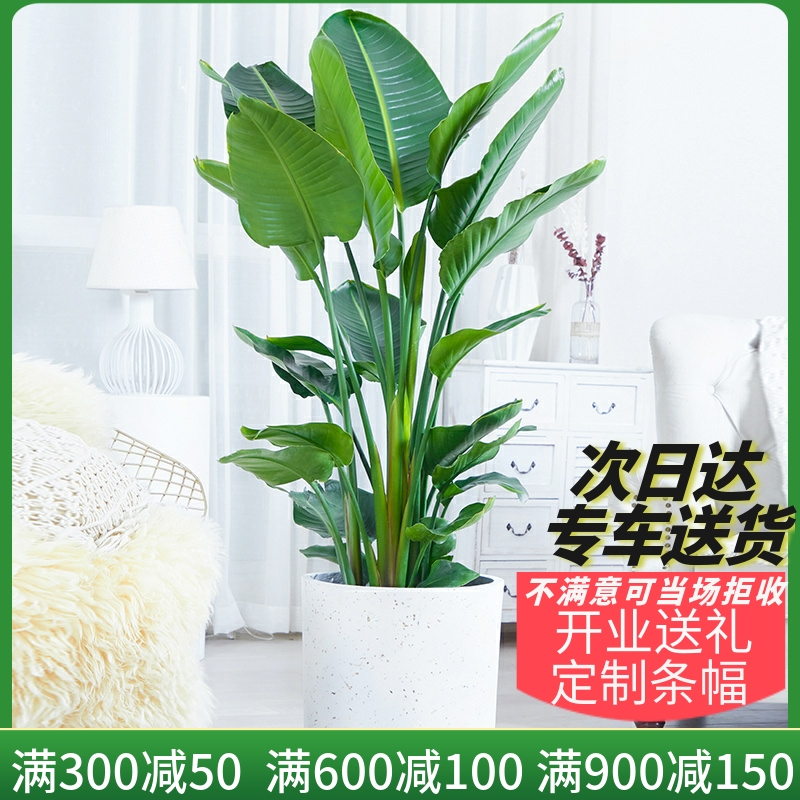 梦邦天堂鸟客厅鹤望兰好养活盆栽