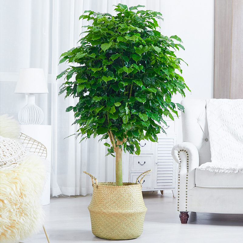 梦邦绿宝植物净化空气室内植物