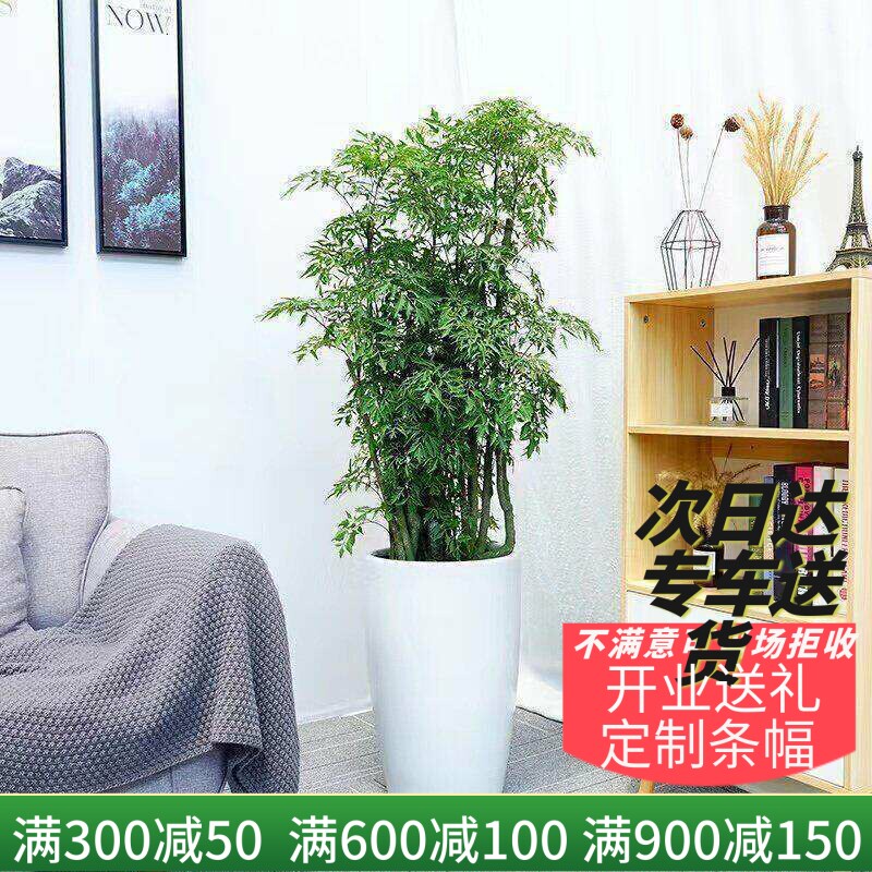 植物羽叶福禄桐盆栽梦邦